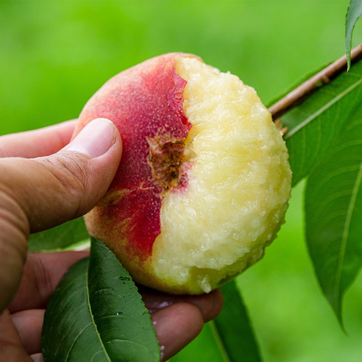 Perfect Plants White Lady Peach Tree 4-5 feet | Live Fruit Tree with Fresh White Peaches | Home Gardening