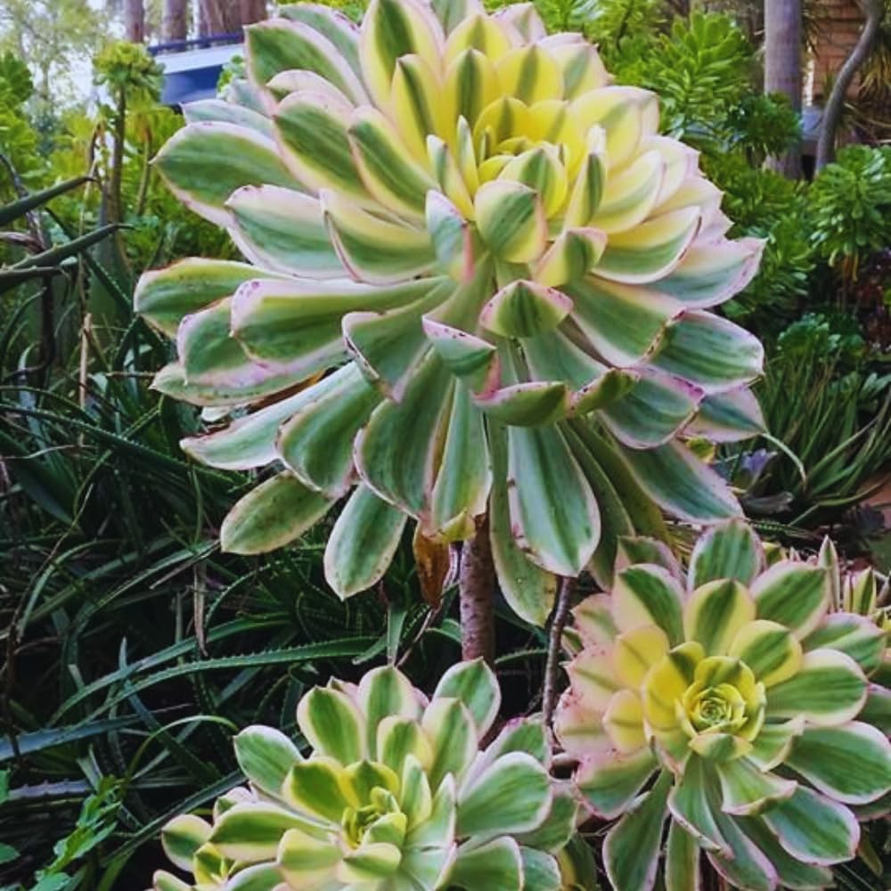 Aeonium Succulents Plant Live, Yellow Pink Green Aeonium Plant, House Plant Live 4 Inc Potted, Easy to Plant Gardening