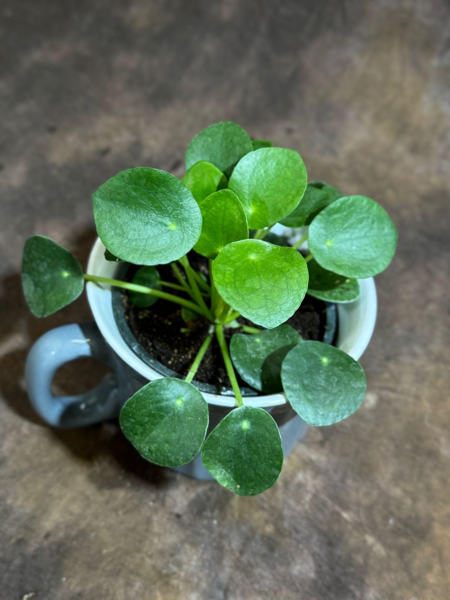 PLANTVERS Chinese Money Plant in a 4" Grow Pot – Pilea Peperomioides – Coin-Shaped Green Leaves Plant – Easy-Care Houseplant for Low Light – Low Maintenance Indoor Plant