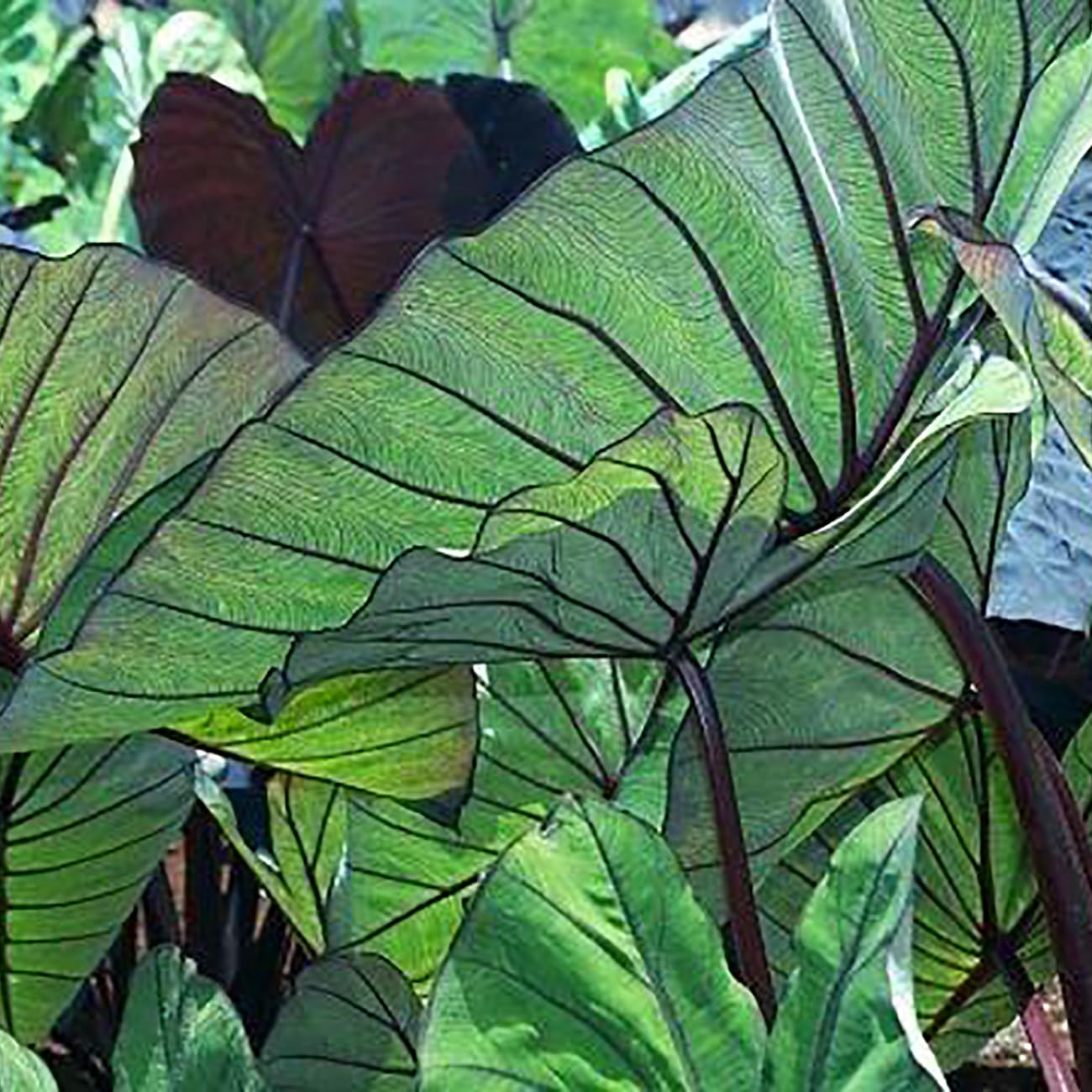 Van Zyverden Elephant Ears Royal Hawaiian Blue Hawaii 1 Bulb