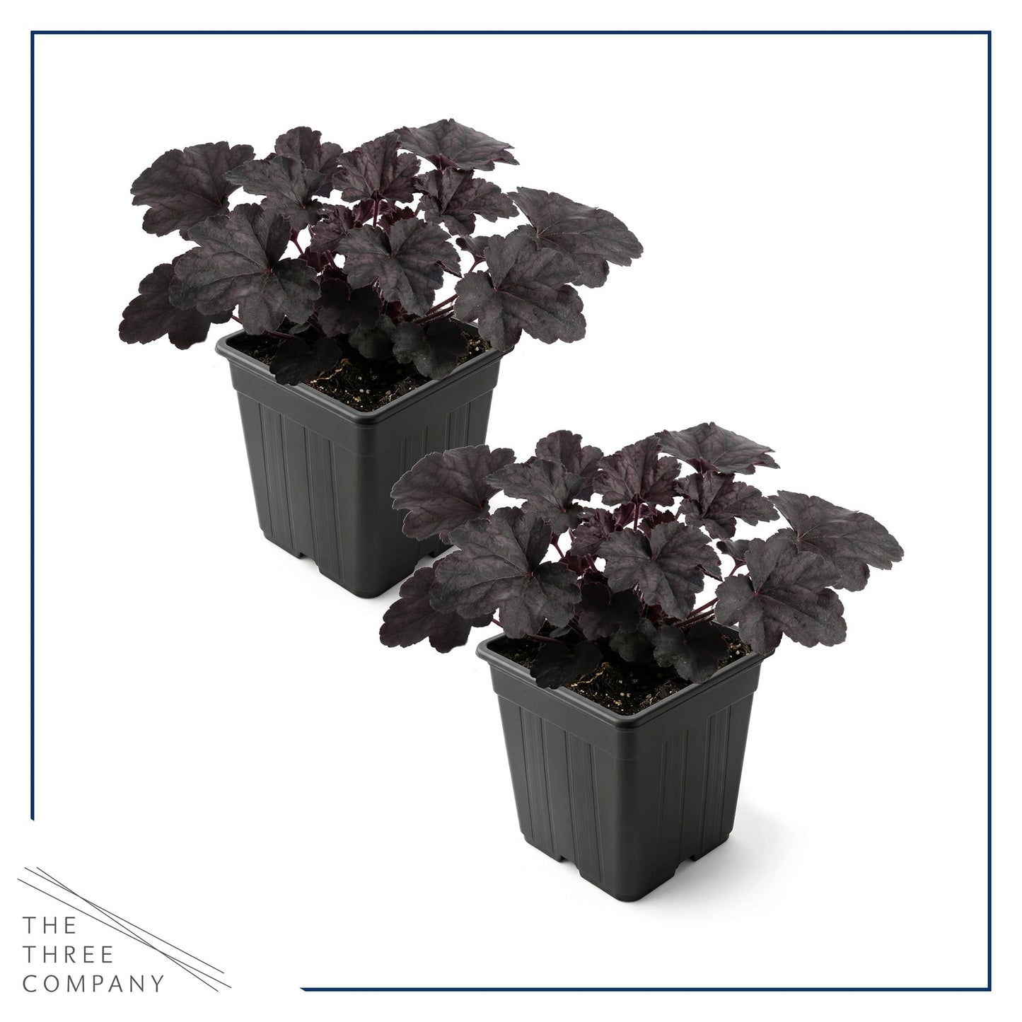 Live Heuchera Coral Bells 2-Pack – Black Olive – Shade Perennial Foliage Plant, 10” Tall, 1 Qt Pot