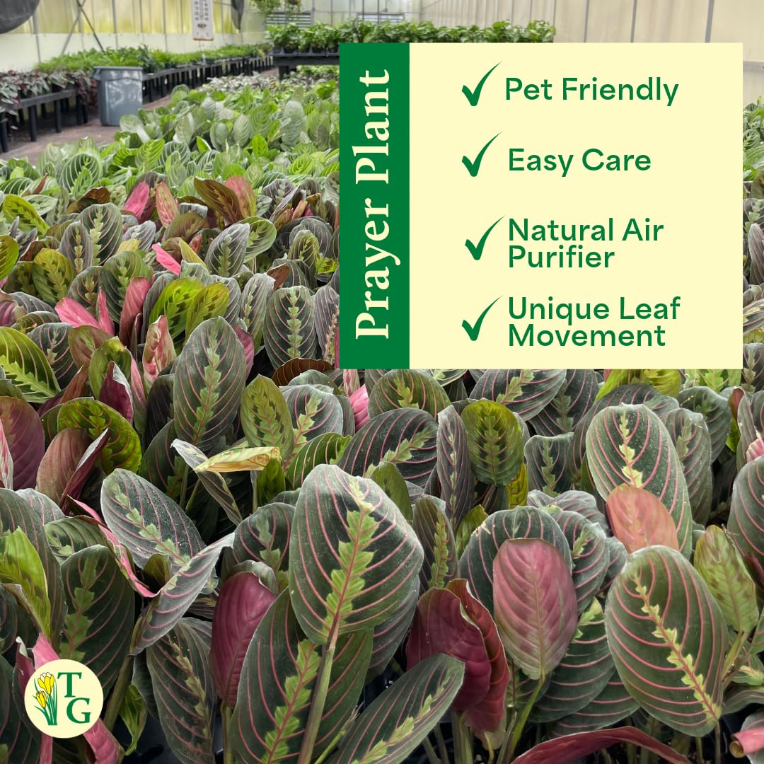 Thorsen's Greenhouse Red Prayer Plant, Live Indoor Plant, Pet Friendly, Popular Houseplant, Red Maranta, Easy to Grow, 4" Diameter Pot (Nursery Pot)