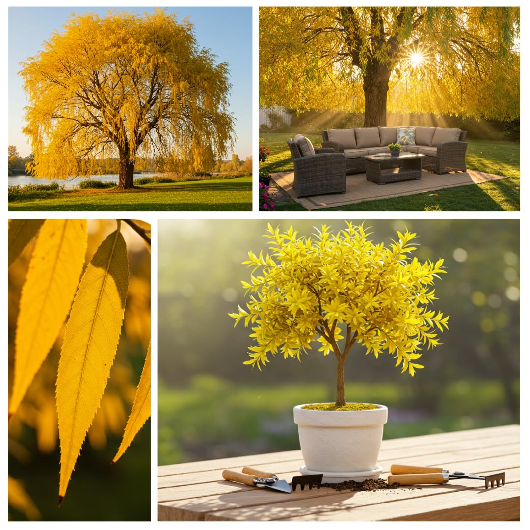 4 Golden Weeping Willow Tree Cuttings - Live Plants - Beautiful Arching Canopy