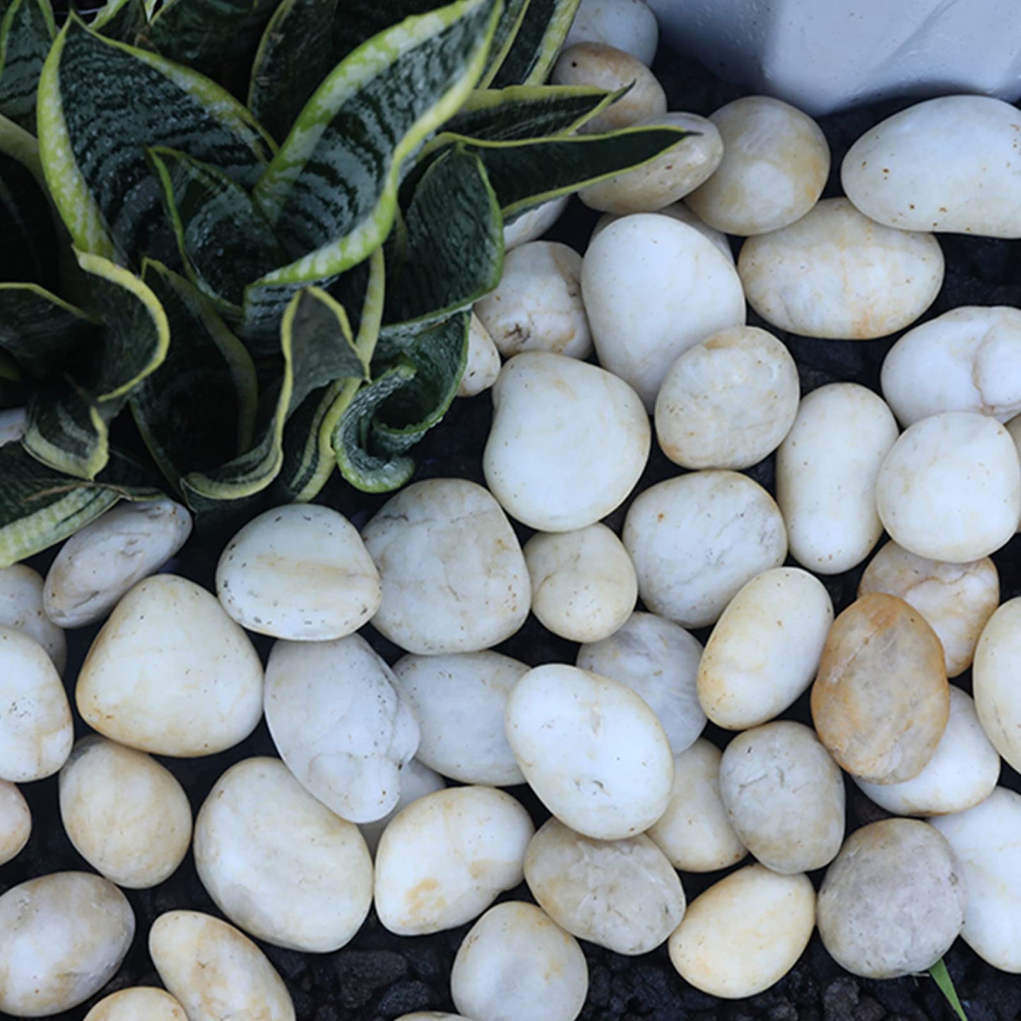 Lechloris 10lb Cream White River Rocks Outdoor Landscaping- Polished Pebble for Plants – Garden Decorative Stones-1-2 Large Plant Rocks,Ideal for Aquarium, Home Decor