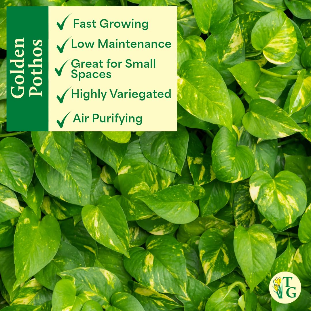 Thorsen's Greenhouse Golden Pothos, Live Indoor Vining Plant, Easy to Grow, Variegated Houseplant, Natural Air Purifier (Natural, 4-inch Pot)