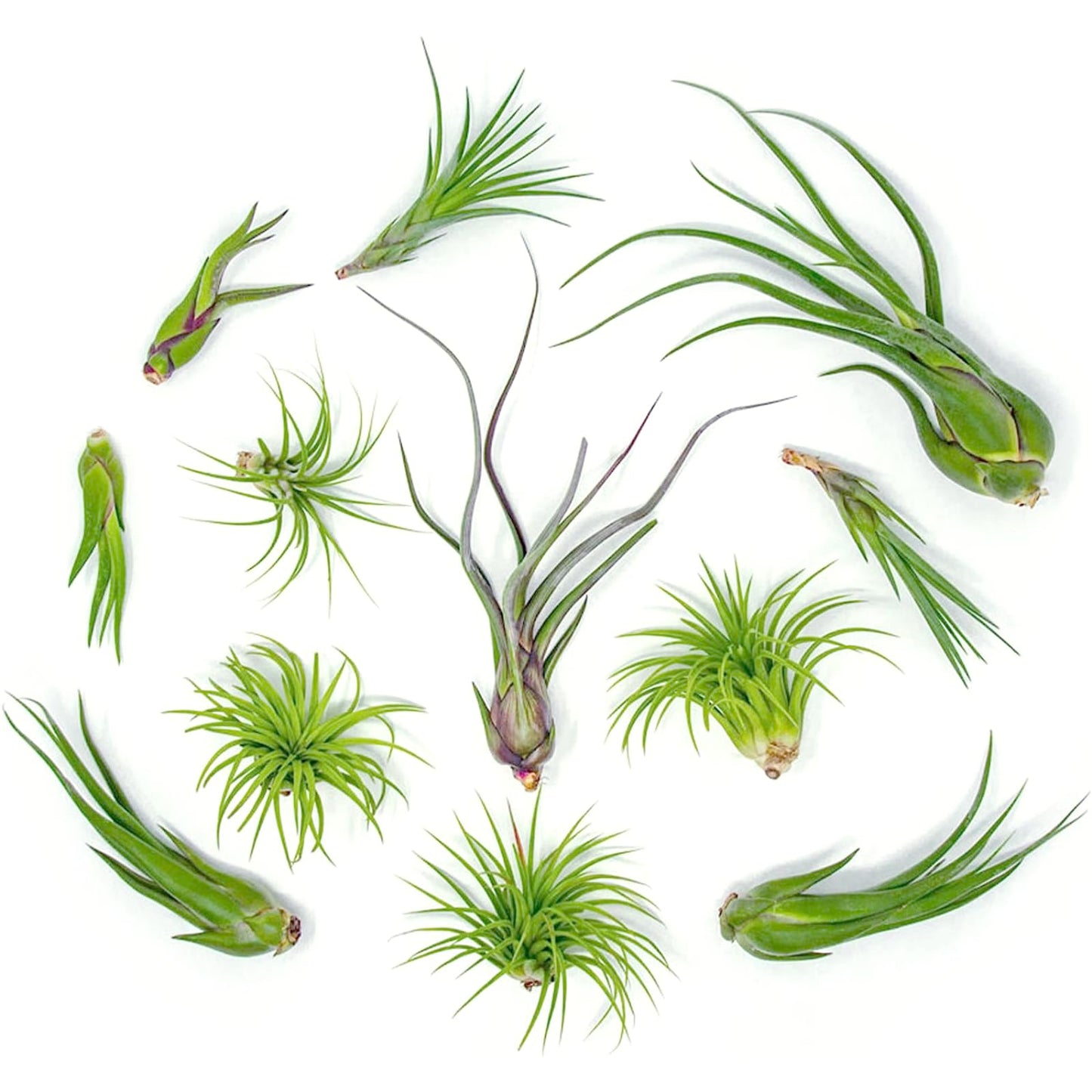 Tillandsia Air Plants Live Indoor Plants (100 Pack), Air Plants Bulk Party Favors or Wedding Favors Live Plants, Air Plant Lover Gifts, DIY Terrarium Kit, Air Succulents Plants Live by Plants for Pets