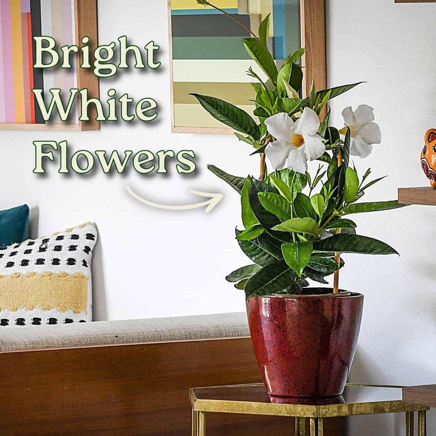 White Mandevilla Plant - Live Flowering Plant with Trellis - 18 inch Hoop, 18 inch to 20 inch Overall Height - 1 Gallon Planter - Tropical Plants of Florida (Plant + Heat Pack)