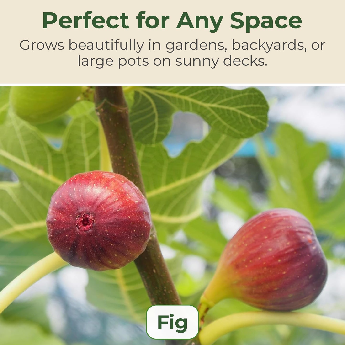 Brown Turkey Fig Plant - Sweet Year Round Harvest in 1 Gal Growers Pot - Grows Upto 12-15' - Easy to Grow Fruit Trees for Pots and Gardens (1 Count)