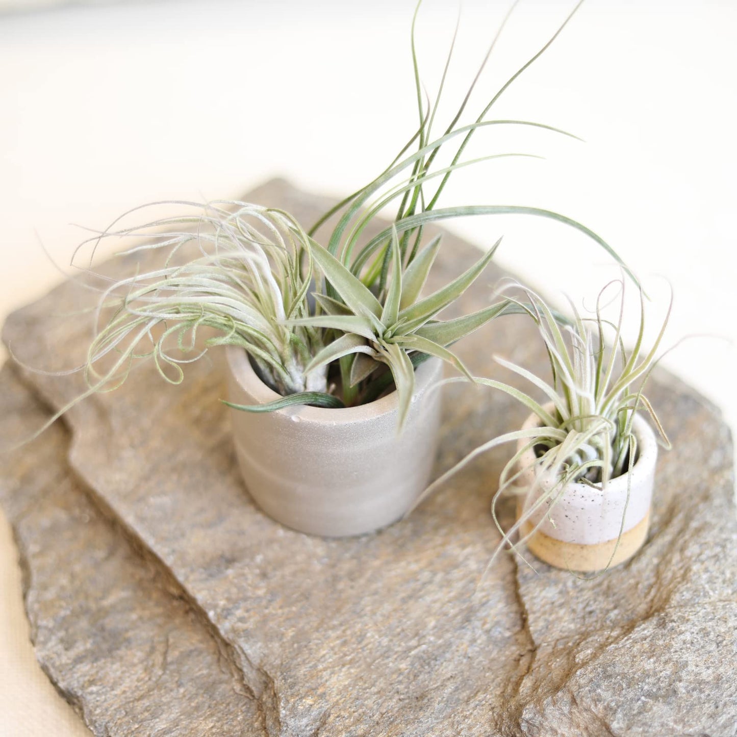 Air Plant Low Light House Plants Box (5PK) Tillandsia Air Plants Live Houseplants Live Indoor Plants Live Succulents Plants Live Terrarium Plants Live, Air Plant Holder Airplant Kit by Plants for Pets