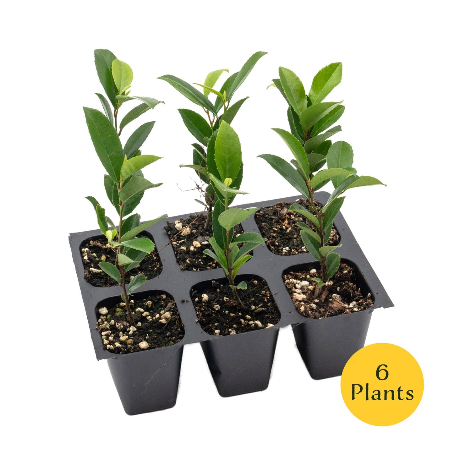 6 Carolina Cherry Laurel in 2.5” Nursery Cubes (Prunus caroliniana) | Evergreen Screening Shrub or Small Tree for Hedges, Borders & Wildlife | Ready-to-Plant Live Starter Plants