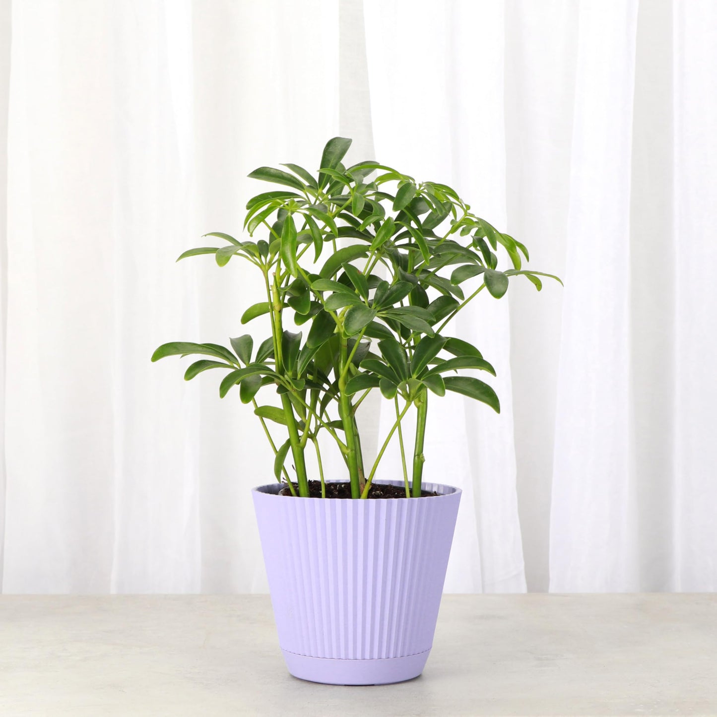 Thorsen's Greenhouse Live Arboricola Umbrella Tree Plant, Schefflera Arboricola, Natural Air Purifier, Easy to Grow, Live Indoor Houseplant, 4-inch Diameter (Lavender)