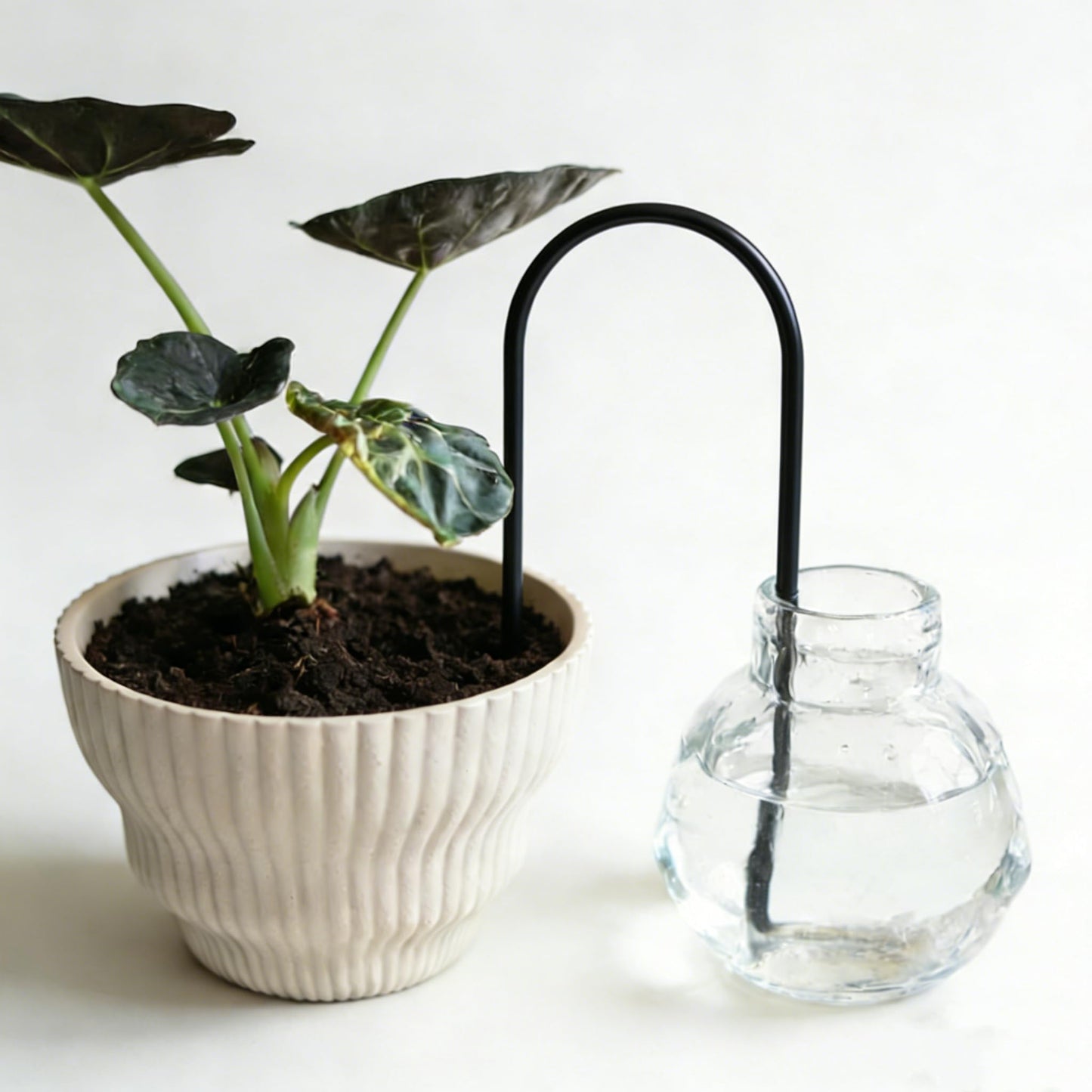 Self-Watering Plant Wick System,Stainless Steel and Cotton, U-Shaped, Automatic Drip Irrigation for House Plants,Black