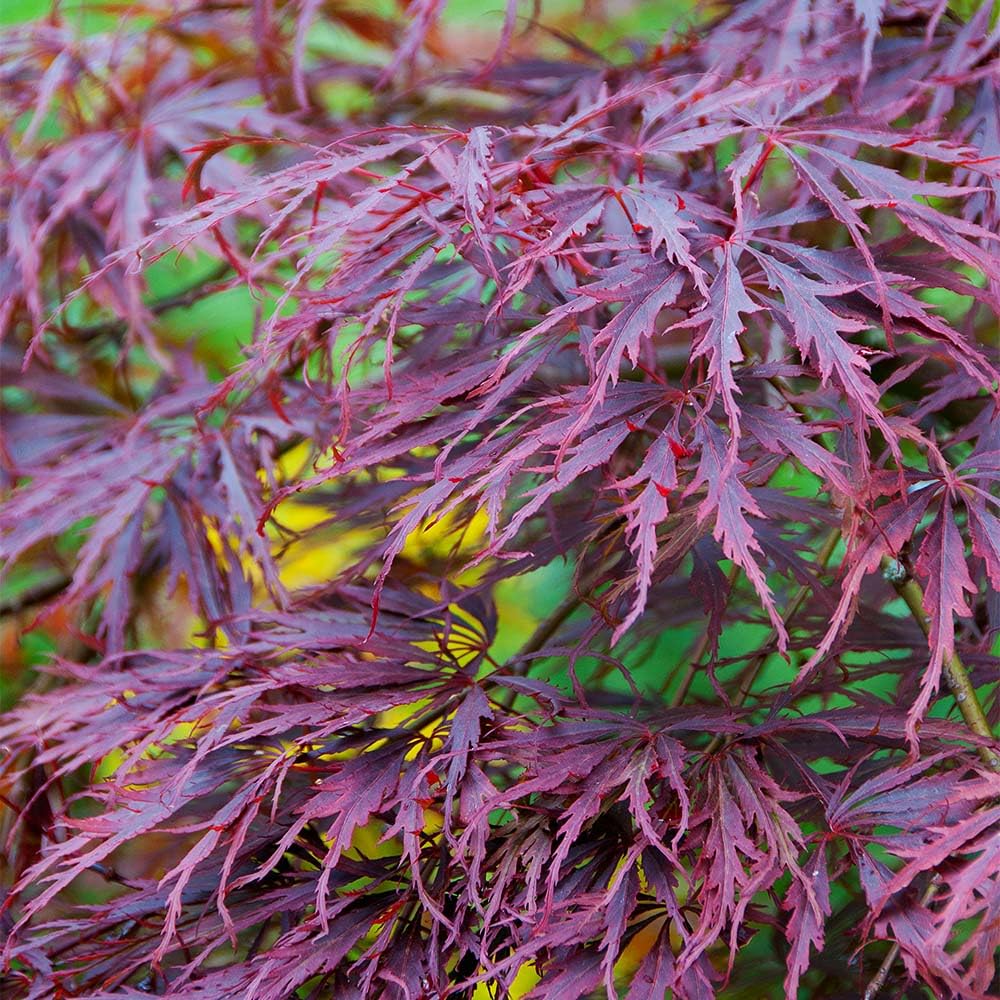 Brighter Blooms - Tamukeyama Japanese Maple Tree, 2-3 ft. - No Shipping to AK, AZ, HI