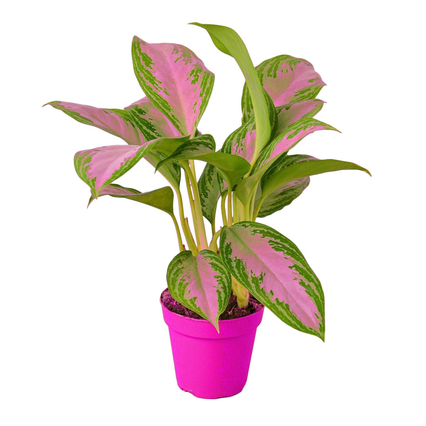 Chinese Evergreen 'Silver Bay' in 6in Pot - Live Plants Tropical Houseplants | Variegated | USA Growers | The Snobby Leaf
