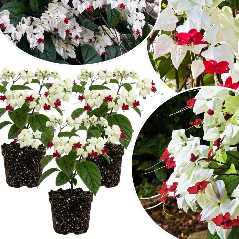 Set 3 White Bleeding Heart Plants Live 4-6 Inch Tall, White Clerodendrum Plant, Bleeding Heart Flowering Vine Plants, Blooming Flowering Vine for Garden Planting