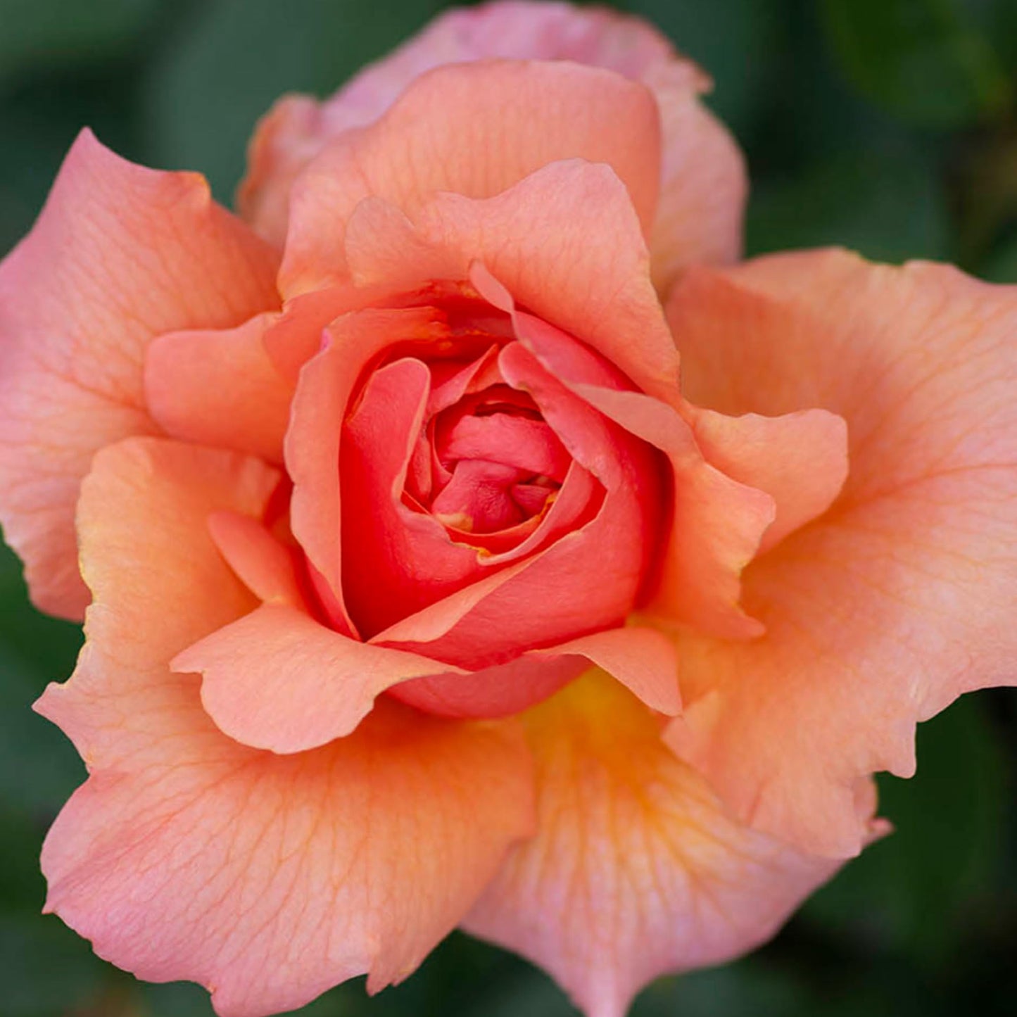 Apricot Candy Rose 1.5 Gallon Potted Live Plant, Reblooming Fragrant Apricot Flowers, Hybrid Tea, Own Root, Stargazer Perennials