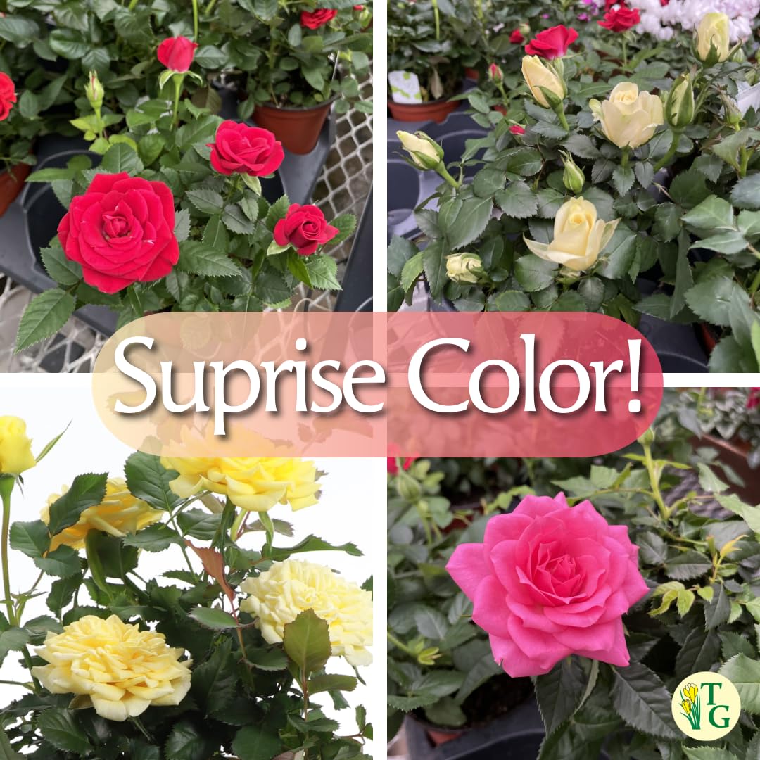 Thorsen's Greenhouse Mini Rose Bush, Spring Blooming Live Plant, Suprise Bloom Color, Gift for Mom, 4" Diameter Plant (Lavender)