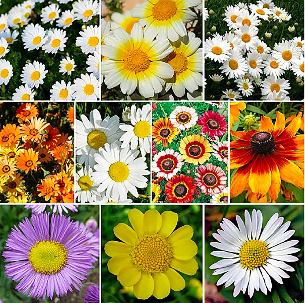 1000 Seeds - Garland Daisy - Perennial, Full Sun Daisy…