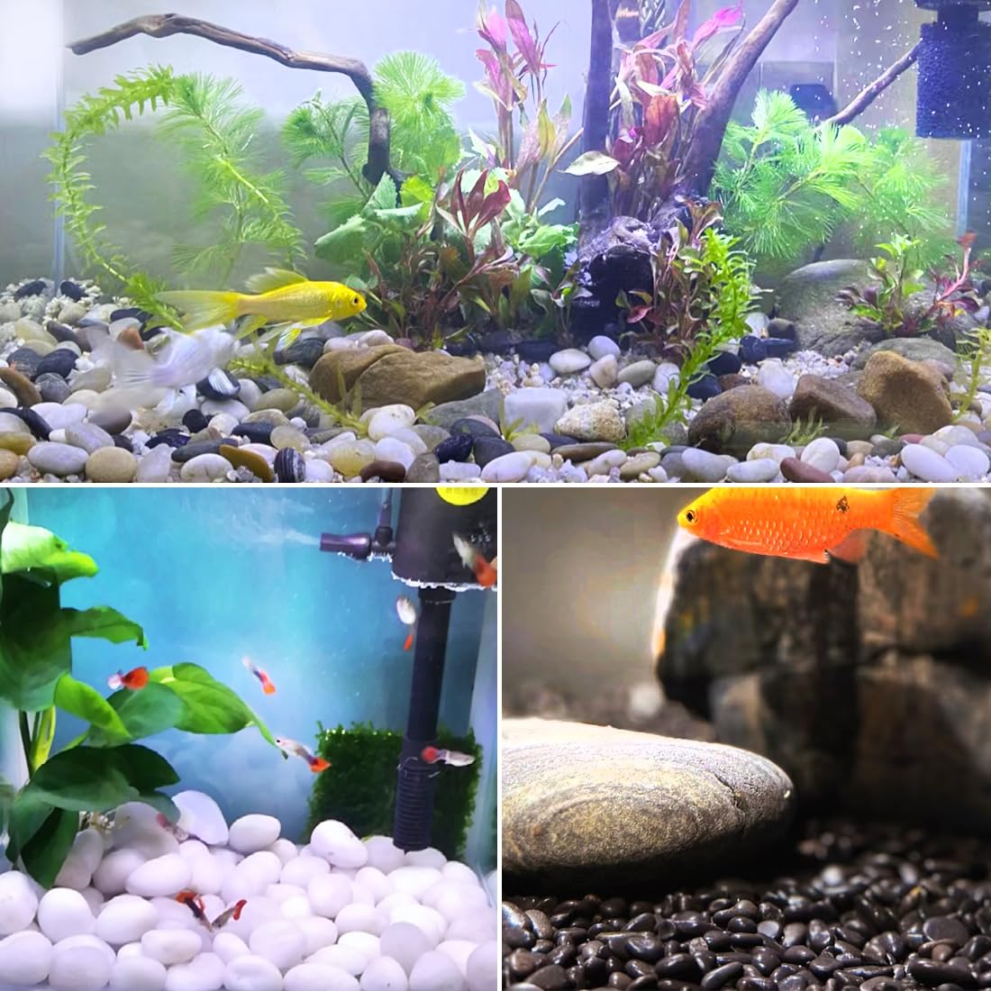 YISZM 5lbs Black Pebbles for Plants, 2-3 Inch High Polished Natural Large River Rocks for Landscaping, Decorative Stones Vase Filler Fish Tank Aquariums Garden Outdoor and Indoor DIY