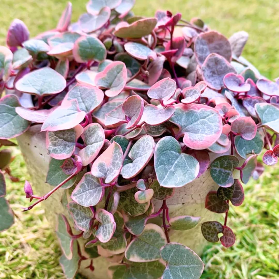 Variegated String of Hearts Live Plant in 2" Pot, Trailing Houseplant Indoor Outdoor, Fast-Growing, Indoor Hanging Succulent