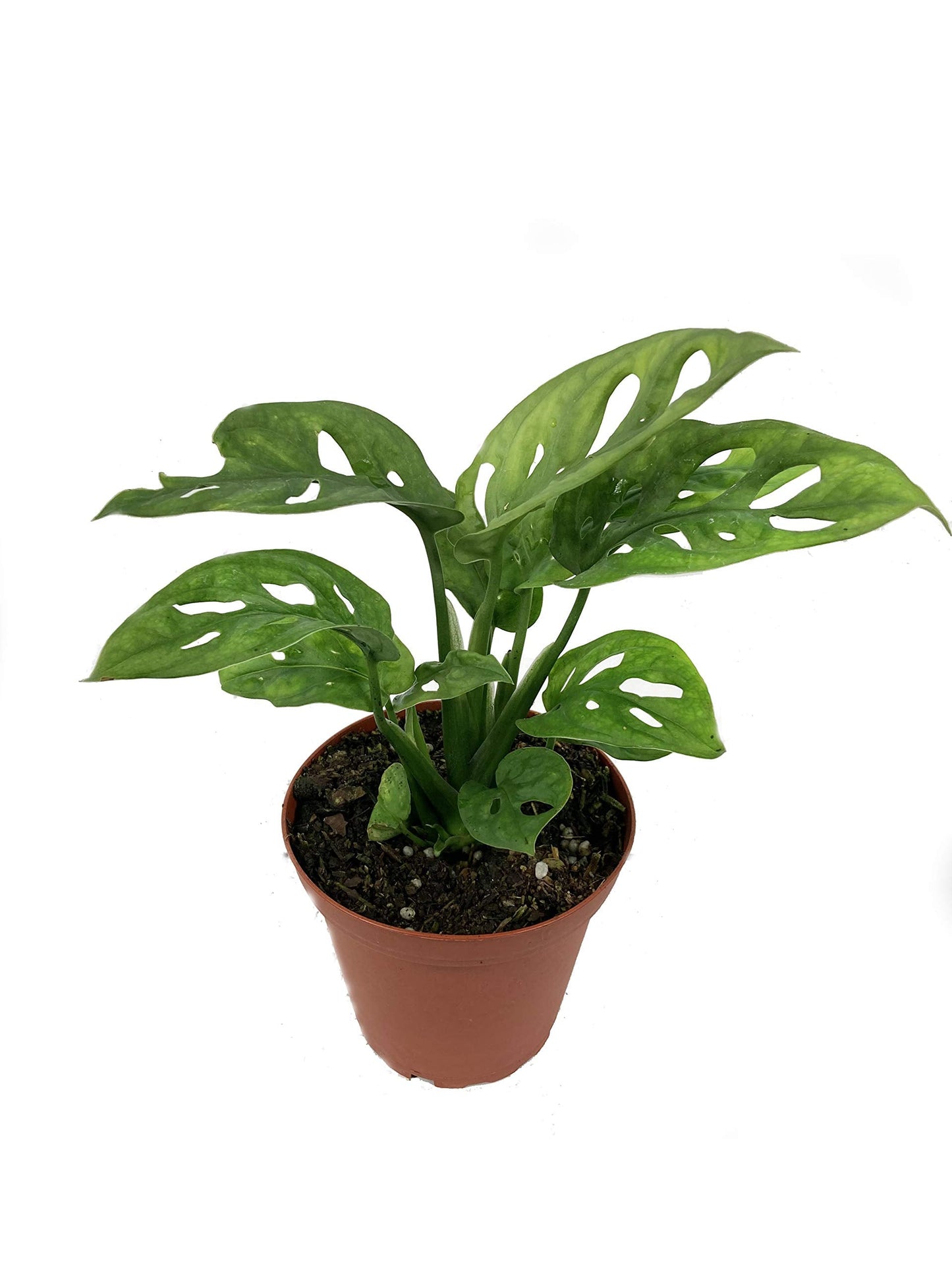 Monstera Swiss Cheese Plant - Live Plant in a 4 Inch Pot - Monstera Adansonii - Beautiful Easy to Grow Air Purifying Indoor Plant