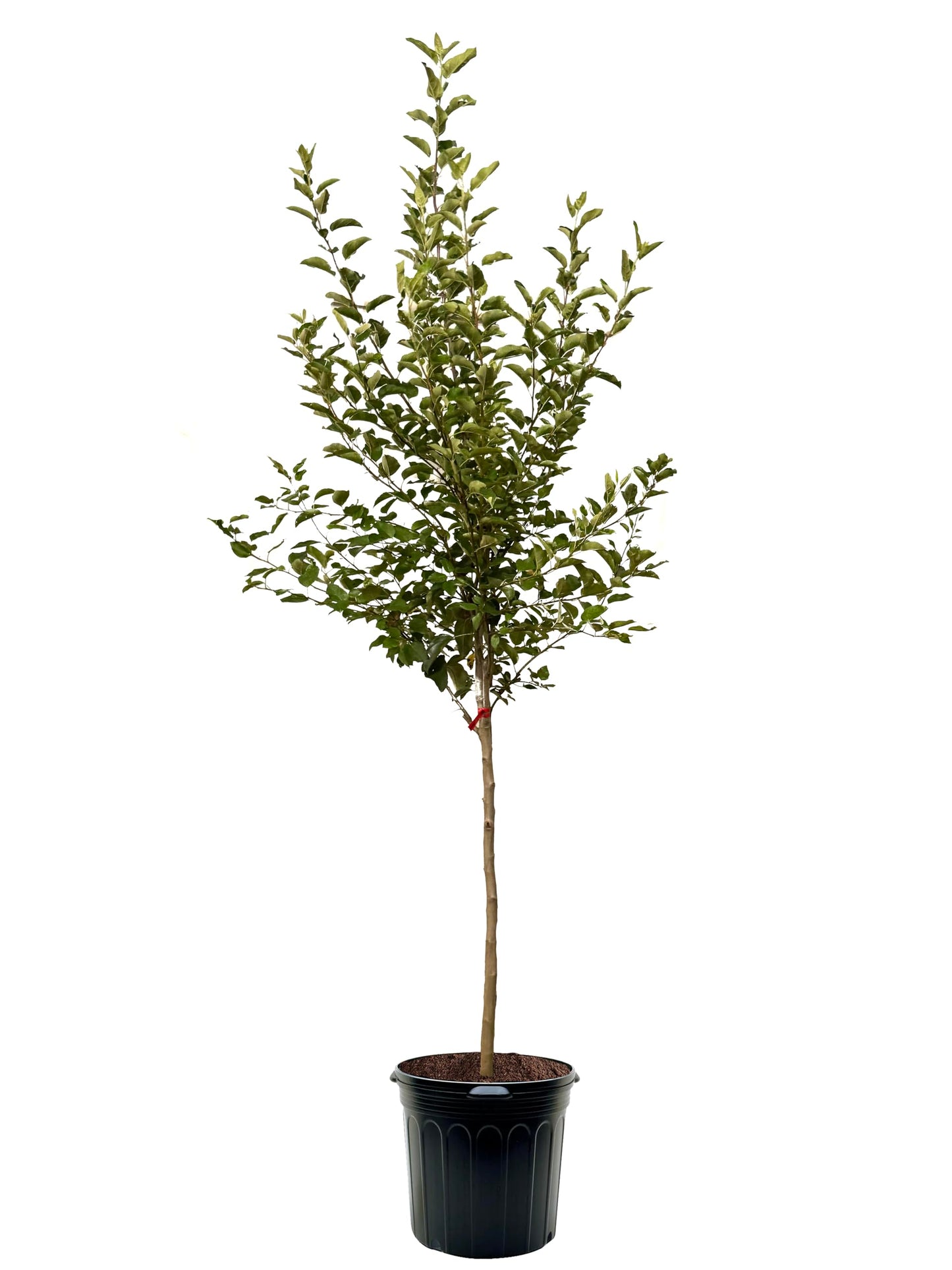 American Plant Exchange Apple Tree 'Yellow Delicious' – Live Fruit-Bearing Plant, 7-Gallon Pot, Cold Hardy, Sweet Edible Apples for Outdoor Orchards and Landscapes