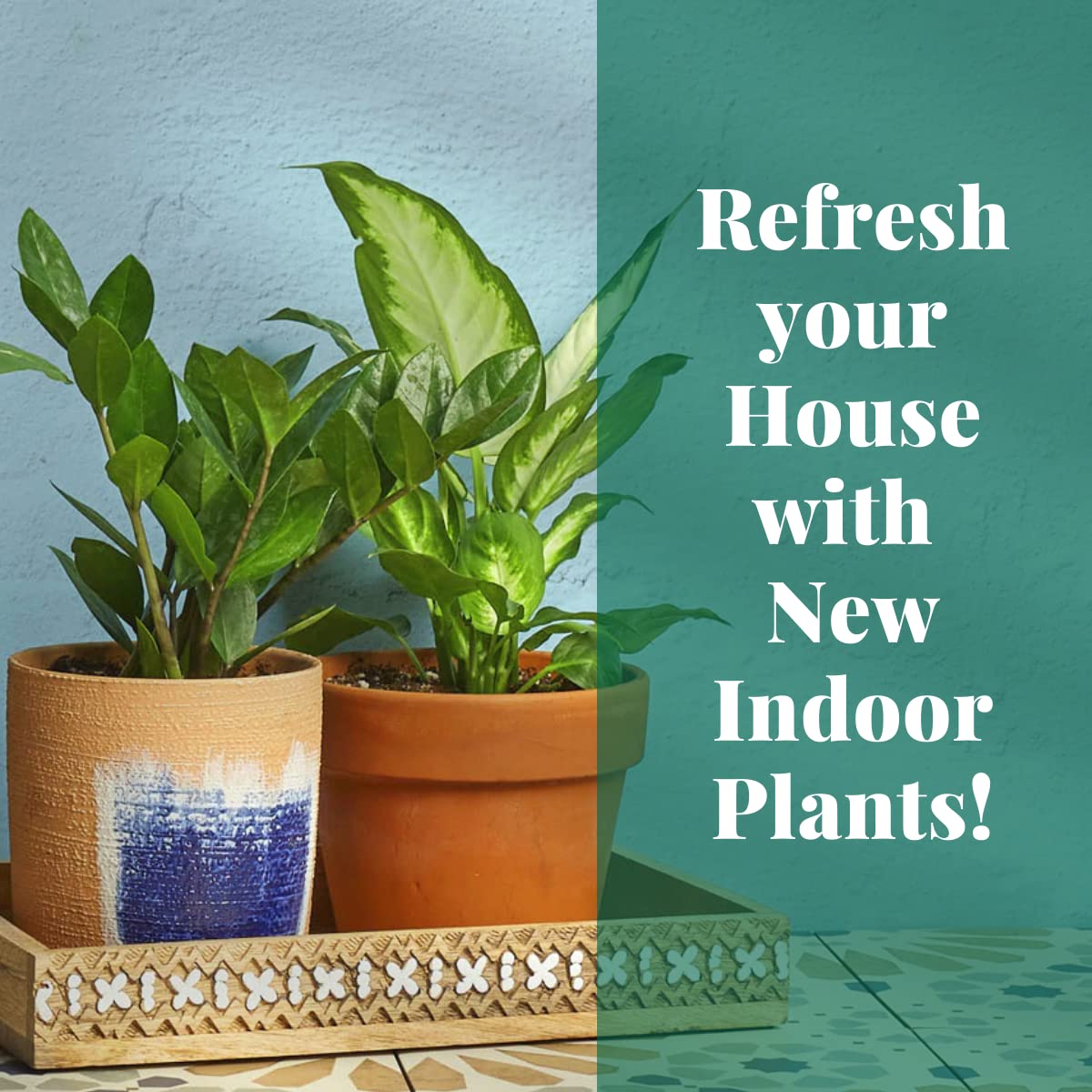 HOUSE PLANT SHOP | Tillandsia Air Plant 'Adreana'| Live Indoor Plant | Easy to Care | Natural Décor Plant | Great Gifts| Free Care Guide