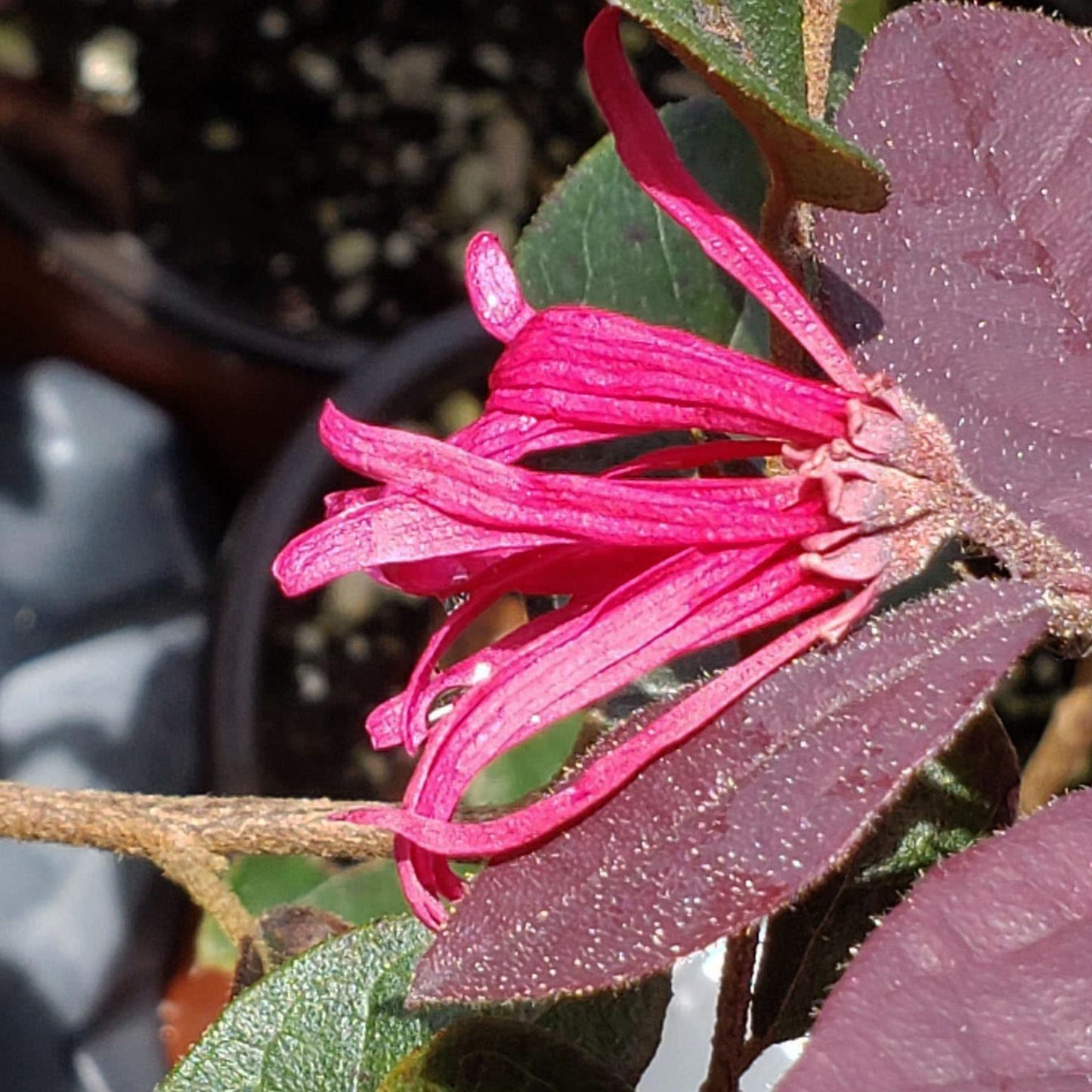 Carolina Midnight Chinese Fringe Flower - Loropetalum Hybrid - Live Shrub Plant - Red Purple Leaf - Pink Flower - Emerald Goddess Gardens - Starter Sz 4 Inch Pot