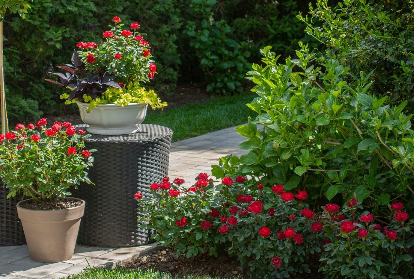 Petite Knock Out® Rose - Live Plant - (1 QT)