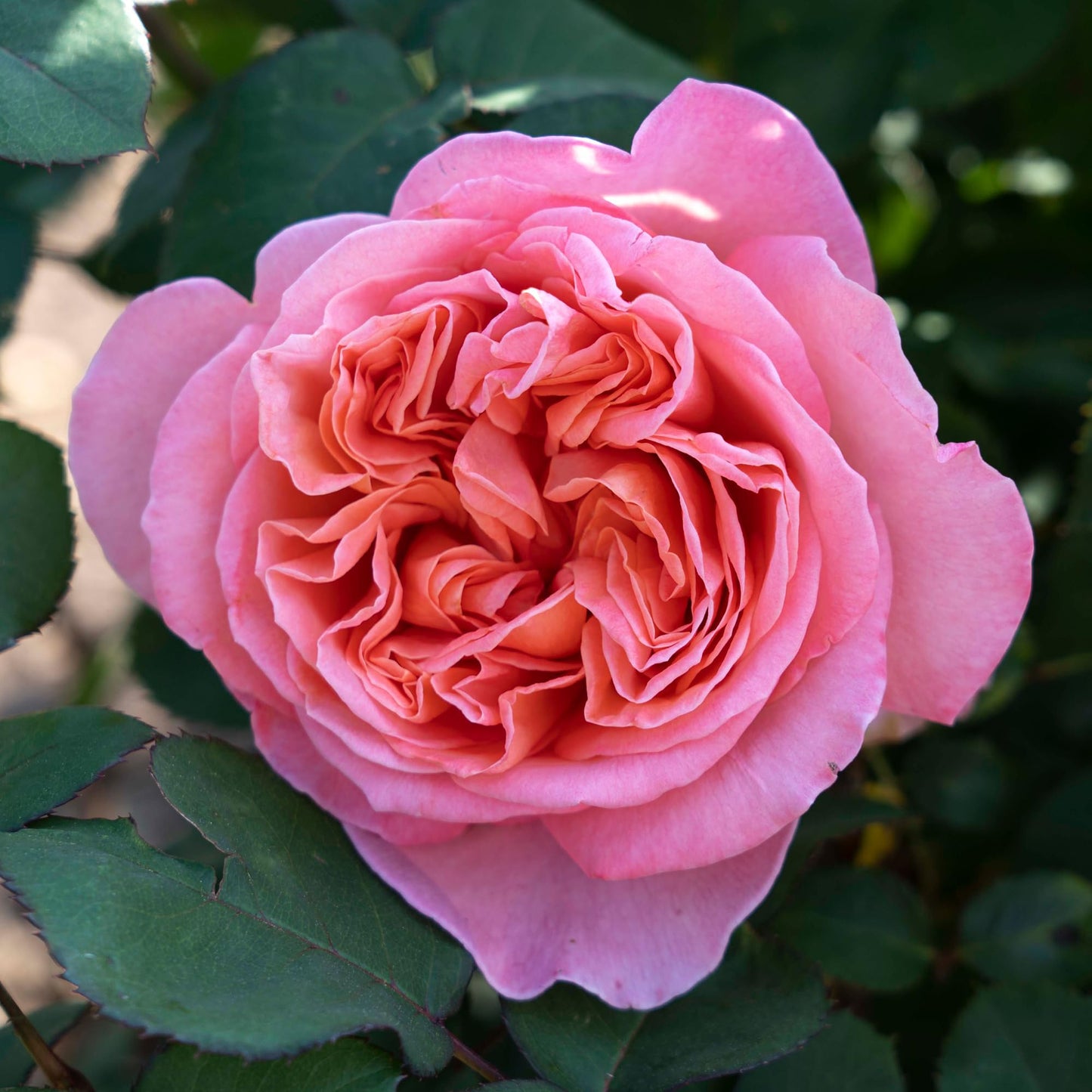 Summer Romance Rose Live Plant 1.5 Gallon Potted, Very Fragrant Pink Flowers, Own Root Floribunda, Stargazer Perennials