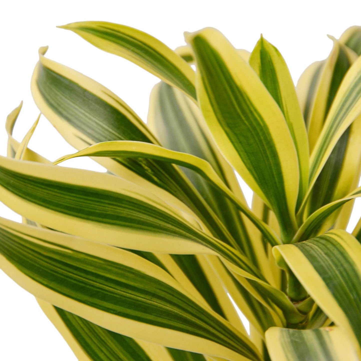 Dracaena 'Song of India' in 4in Pot - Live Plants Tropical Houseplants | Variegated | USA Growers | The Snobby Leaf
