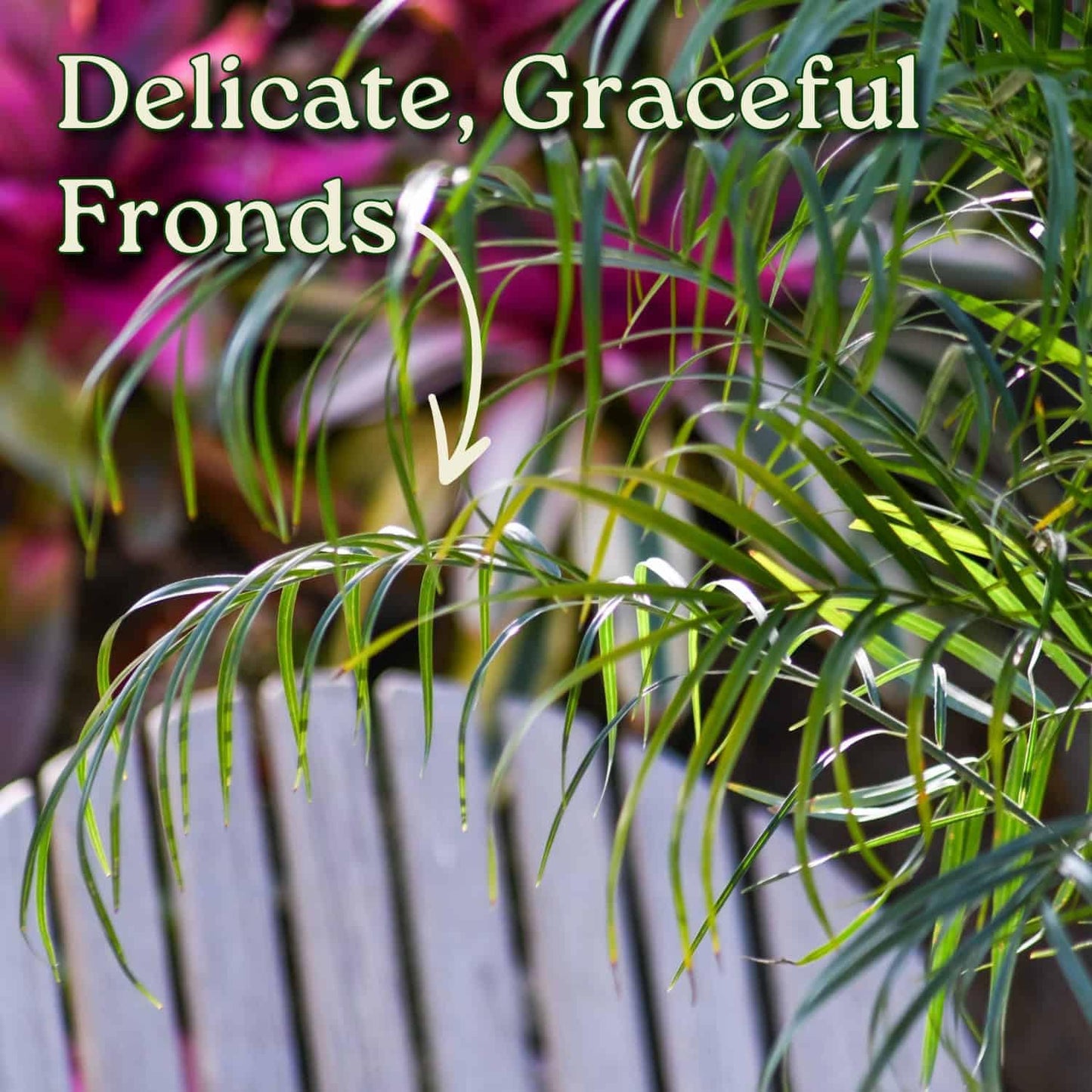 Roebellenii Palm - Live Palm Tree Plant - 3 Gallon Pot - Overall Height 30" to 34" - Tropical Plants of Florida (Plant Only)