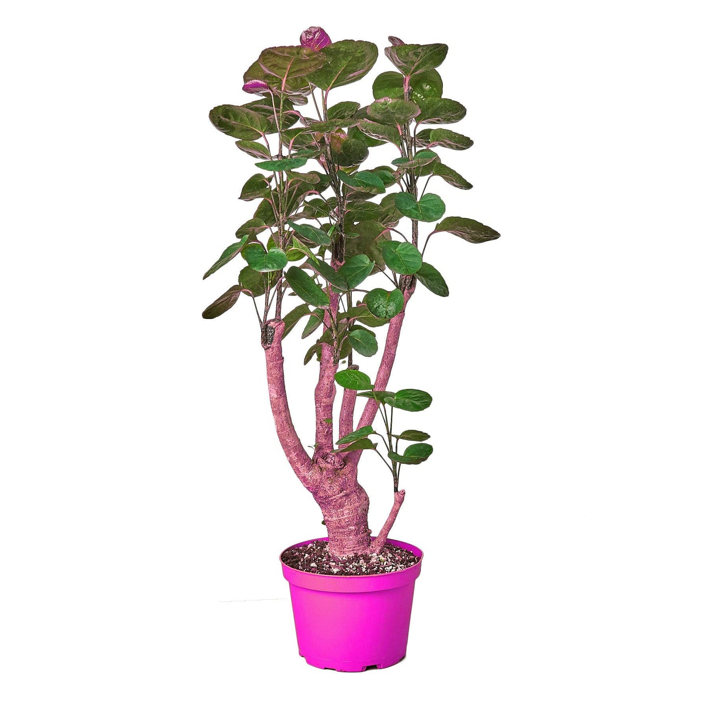 Aralia Fabian Stump 'Polyscias Scutellaria' in 6in Pot - Live Tropical Houseplant - Easy to Grow | Variegated | USA Growers | The Snobby Leaf