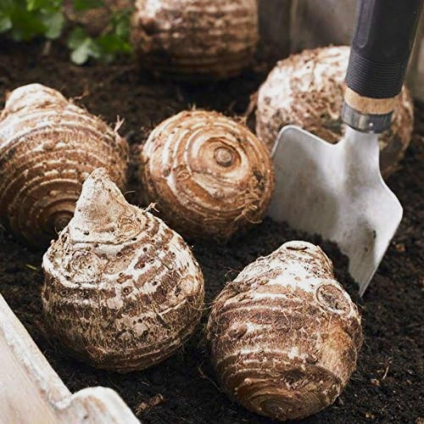 WFTHLO Elephant Ears Bulbs/Giant Elephant Ear Bulbs-Balcony/Garden Ornament/Low Maintenance Tropical Houseplant-D-6 bulbs