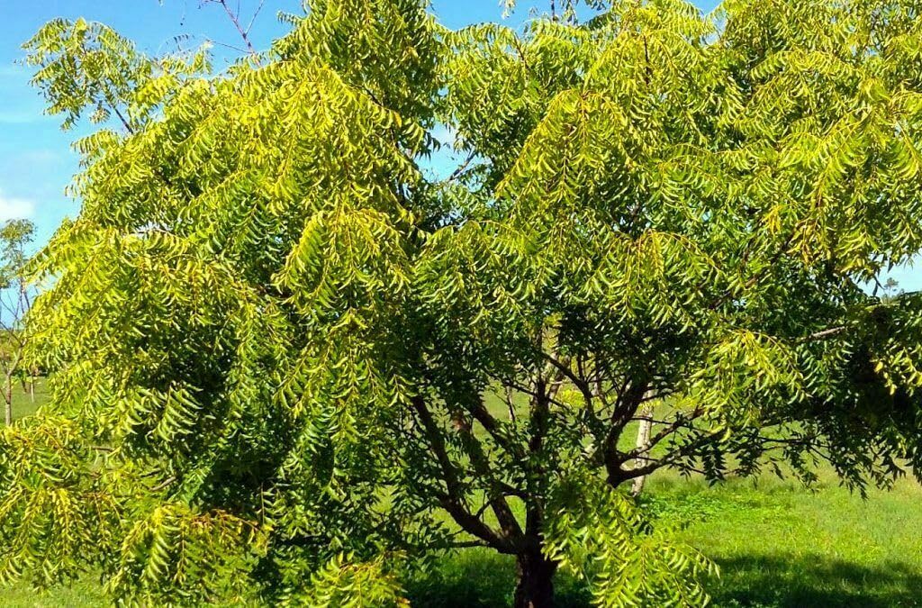 Live Plant - Neem Tree - 12-18" Tall Live Plant - Outdoor - Azadirachta Indica