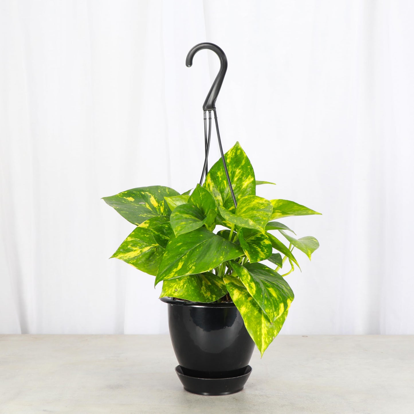 Thorsen's Greenhouse Golden Pothos, Live Indoor Vining Plant, Easy to Grow, Variegated Houseplant, Natural Air Purifier (Black - Hanging, 4-inch Pot)