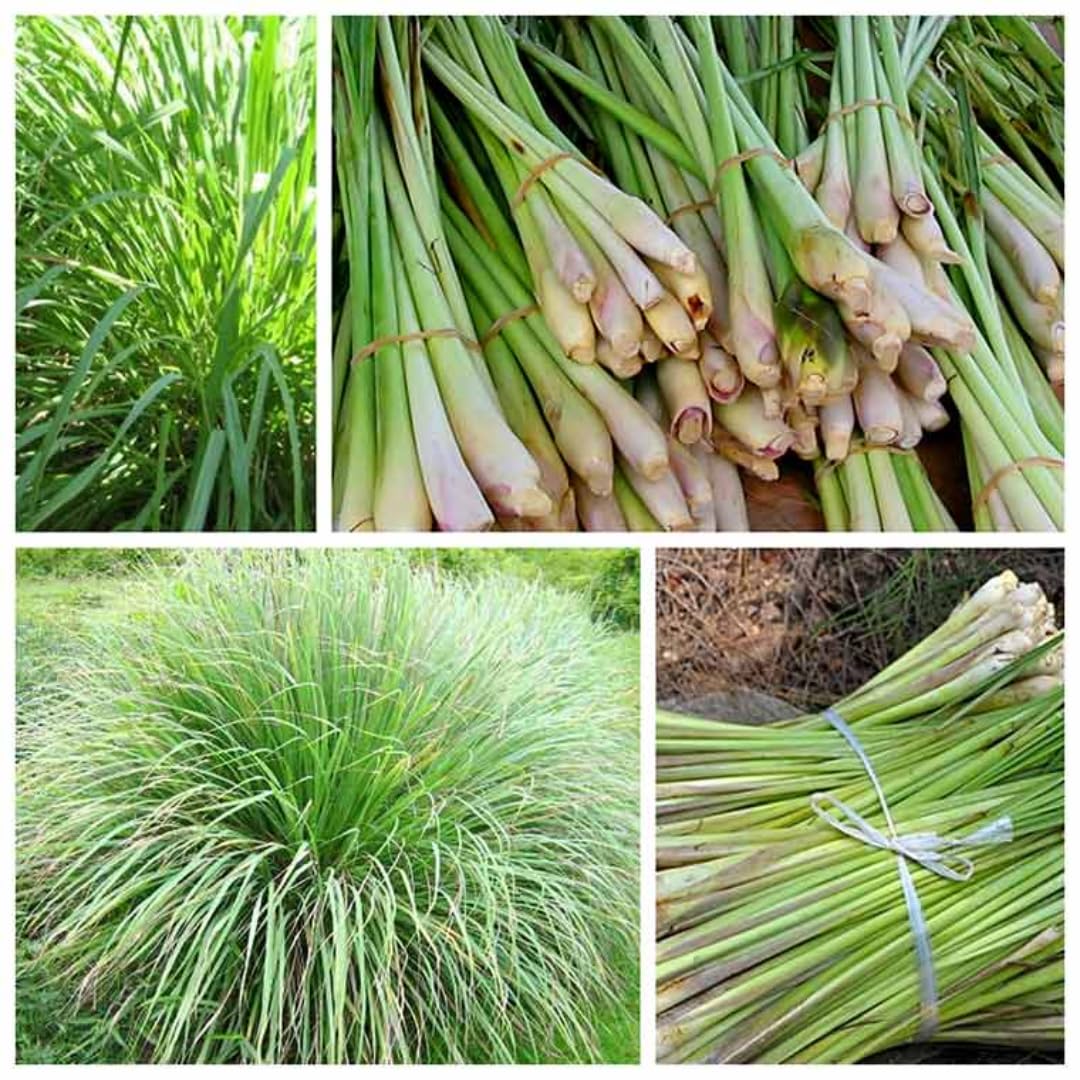 4 Lemon Grass Live Plants, Live Lemongrass Plants, 10 Inches Long, Herb Plant, Well Rooted for Planting