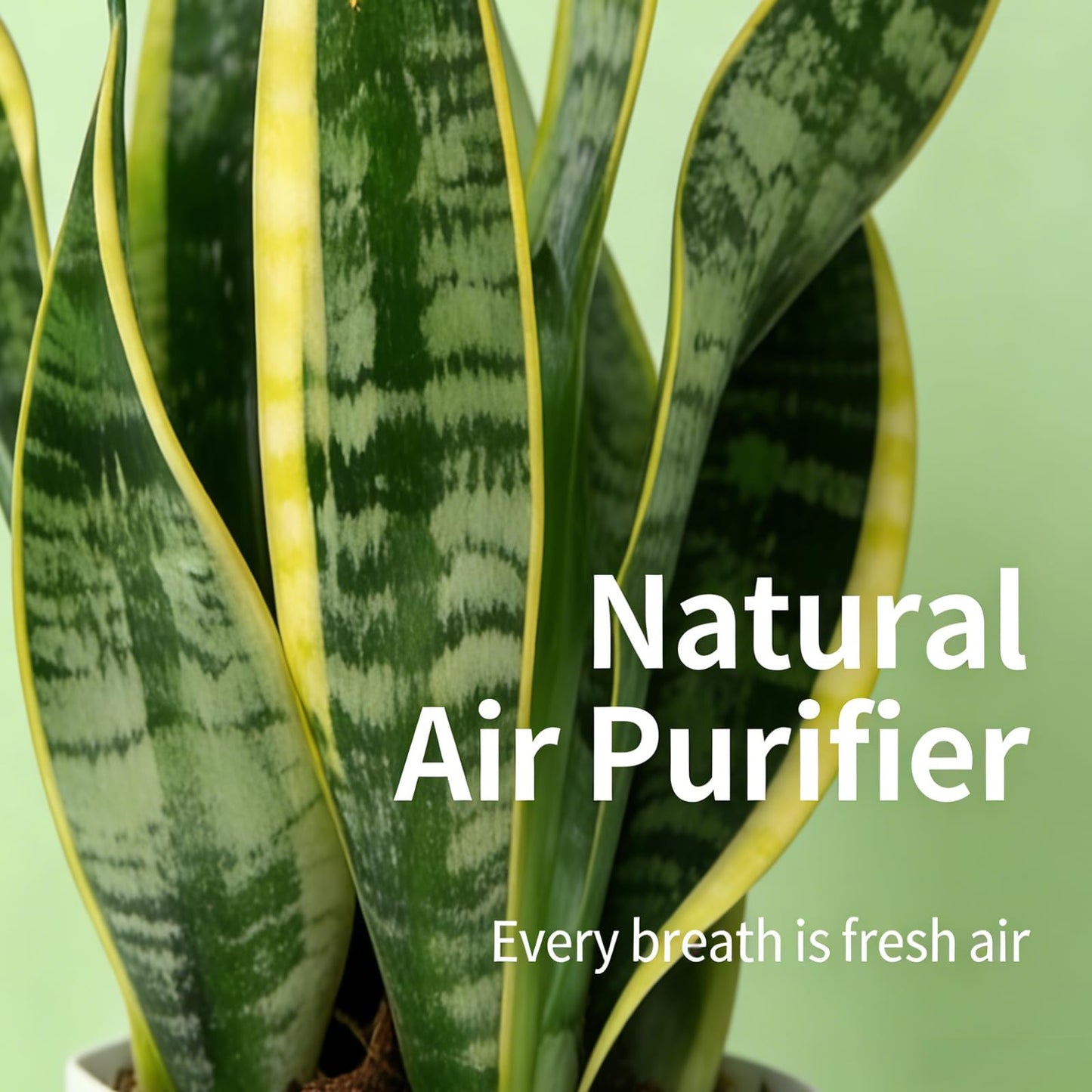 Live Snake Plant Indoor Houseplant,8-10 Inch Mother-in-Law's Tongue Live Plant in Decorative Pot, Easy to Maintain Indoor Succulent Houseplant,Air Purifying Easy Care Succulent