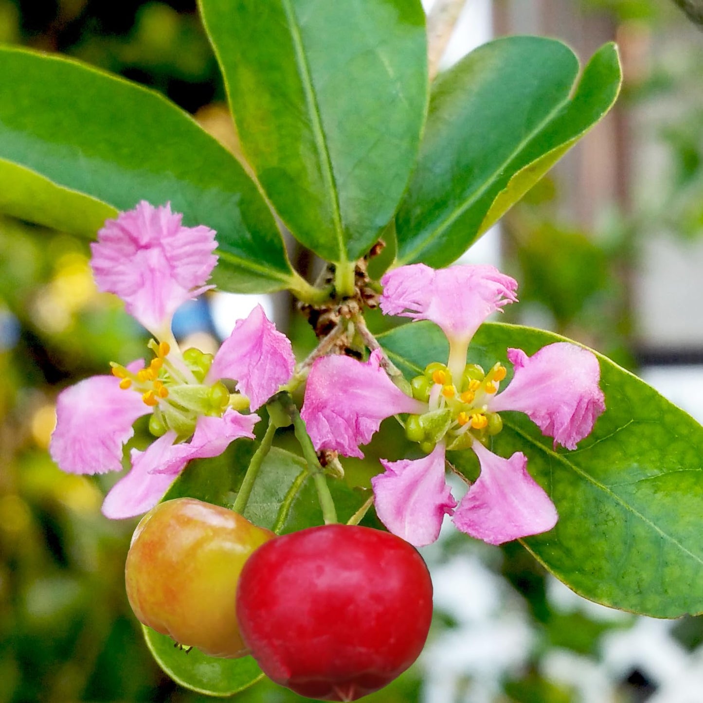 Barbados Cherry Tree, 4-8 Inch Tall, Acerola Barbados Cherry Plant Live for Planting Indoor Outdoor Ornamental Garden, No Pot