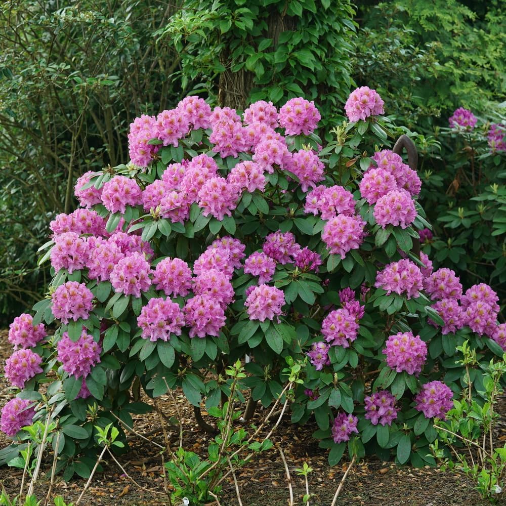 Autumn Debutante Encore Azalea – Proven Winners Evergreen Rhododendron Shrub with Soft Pink Blooms, Reblooming Perennial for Garden Borders & Landscapes (1 Gallon/Set of Two)