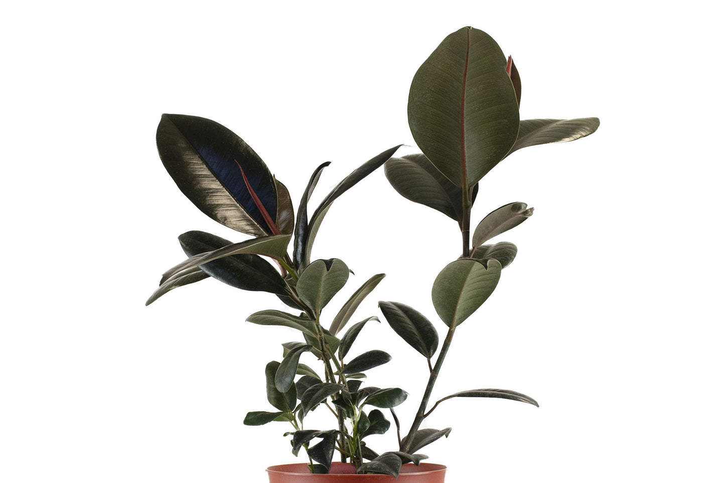 Leaf & Linen 6" Grow Pot, Live Indoor/Outdoor-Air Houseplant and Office Décor | Bright Light Collection, 6 INCH, Rubber Tree-Ficus Burgundy