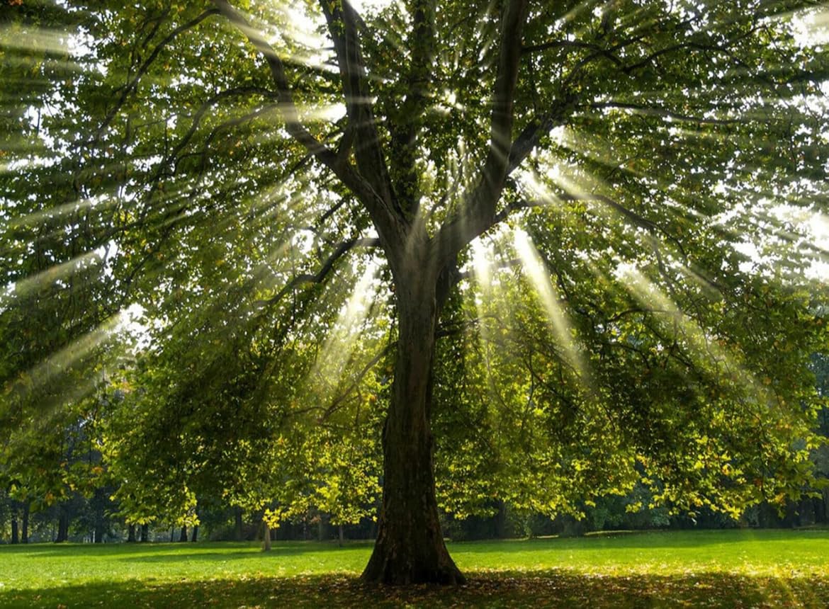 American Sycamore Tree - 10-18" Tall - Quart Pot - Live Plant - Platanus occidentalis