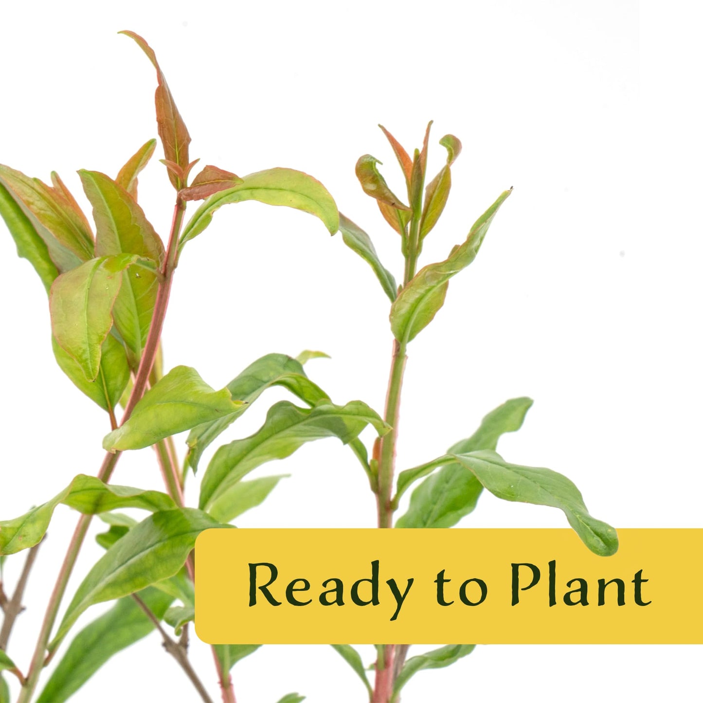 1 Pomegranate Wonderful Tree | Live Sapling in 2.5-inch Nursery Cube | Punica Granatum 'Wonderful' Variety | Hardy Deciduous Trees and Shrubs | Red Fruit-Bearing Plant