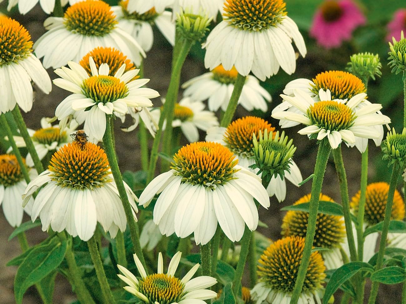 Greenwood Nursery: Live Perennial Plants - Pow Wow White Coneflower + Echinacea Purpurea - [Qty: 1x Pint Pot] - (Click for Other Available Plants/Quantities)