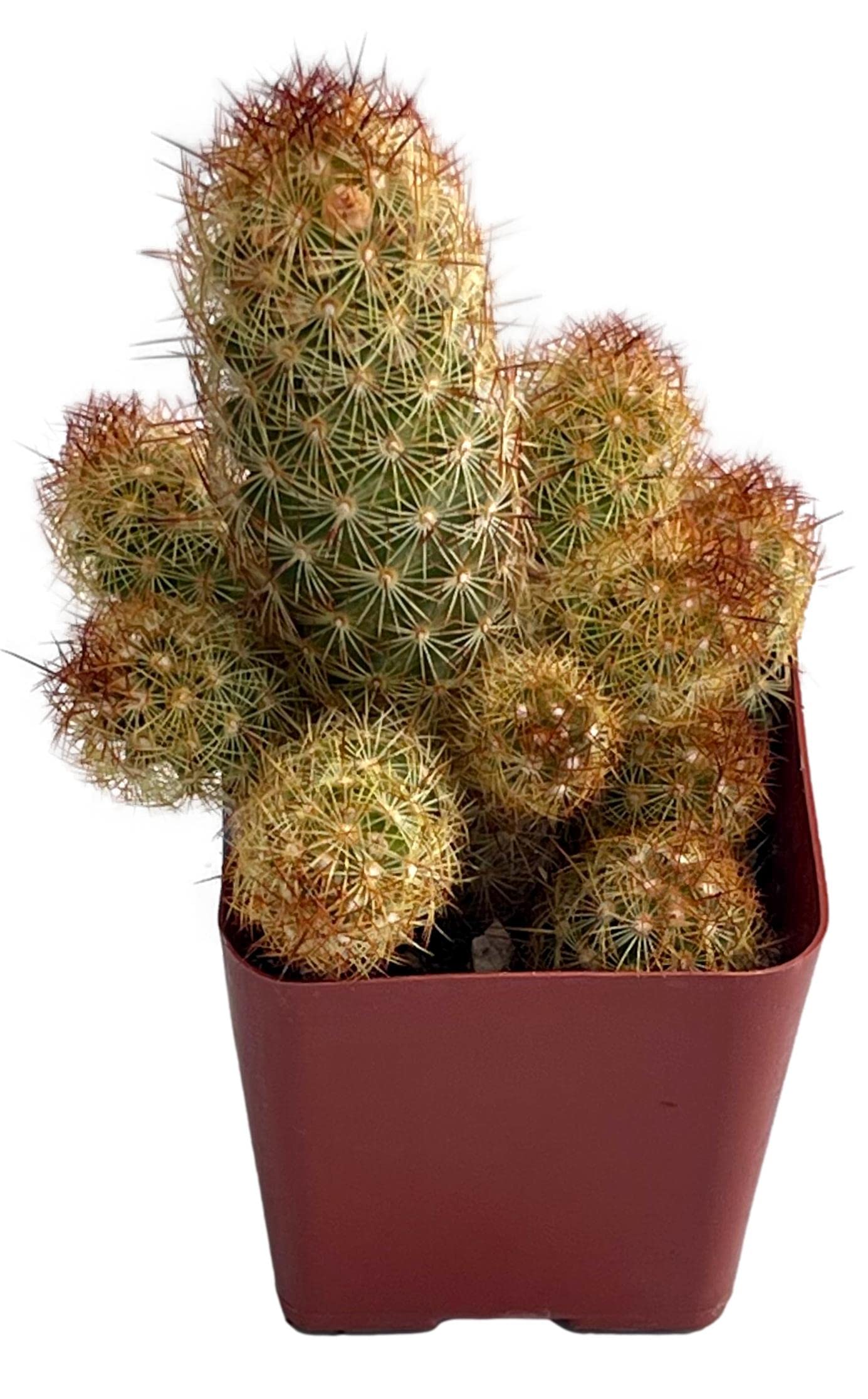 Fat Plants San Diego Living Indoor Succulents and Cactus Rooted in Plastic Planters with Soil (2 Inch, Mammillaria elongata - Ladyfinger Cactus)