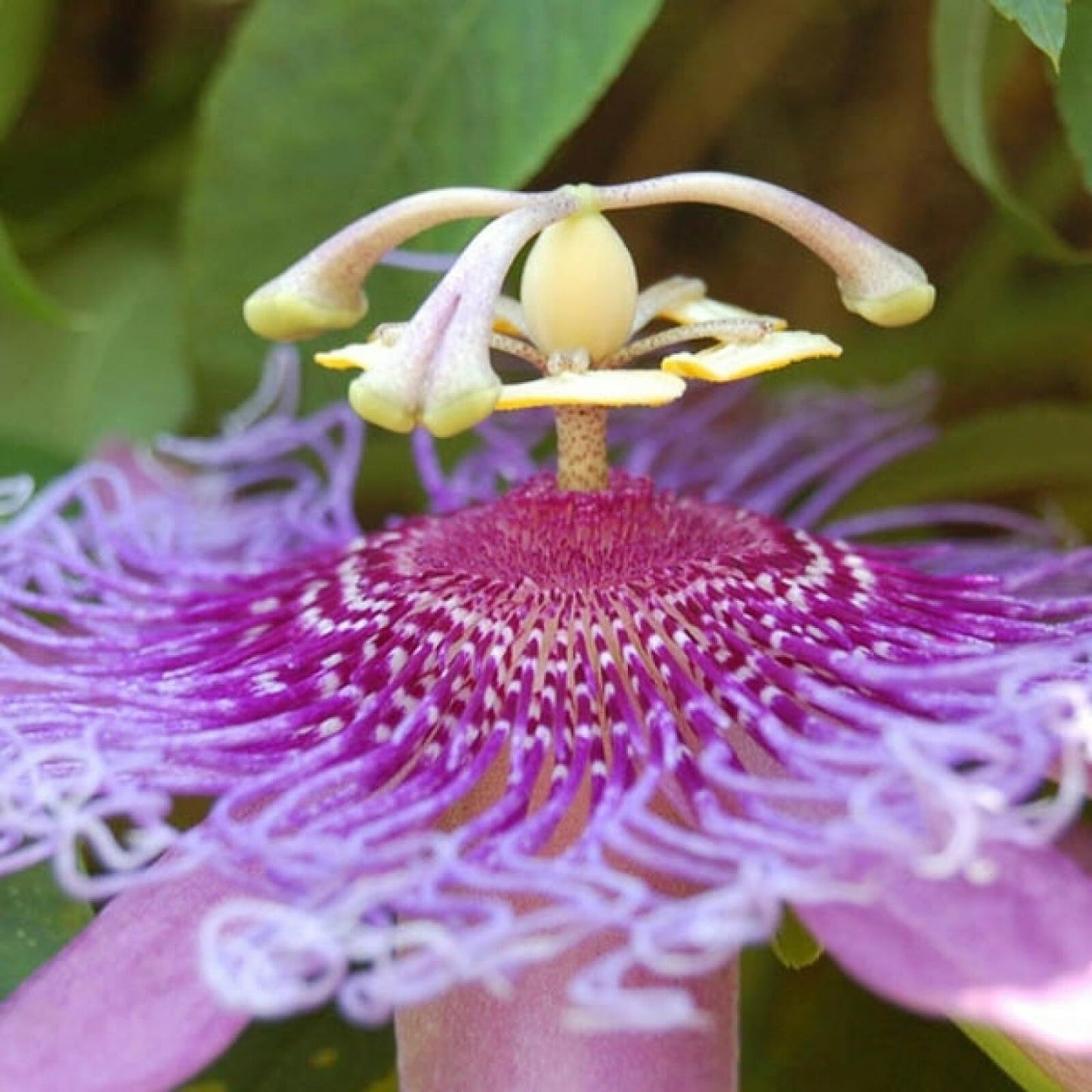 Live Plant - Lavender Lady Passiflora Starter Plant Passiflora X Alato Fragrant!