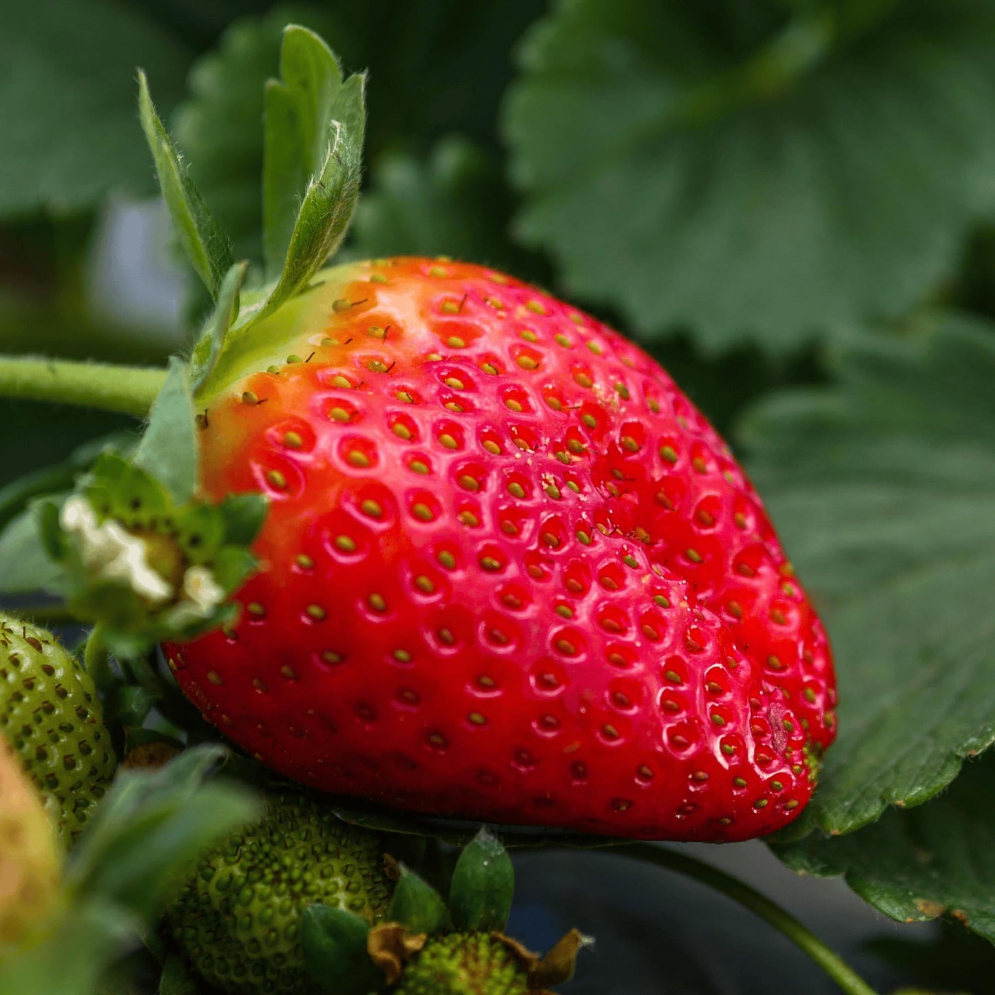 Cabot June-Bearing Bare Root Strawberry Plants - Grow Extra-Large, Extra-Sweet Strawberries - Strawberry Plants from Hand Picked Nursery (10)
