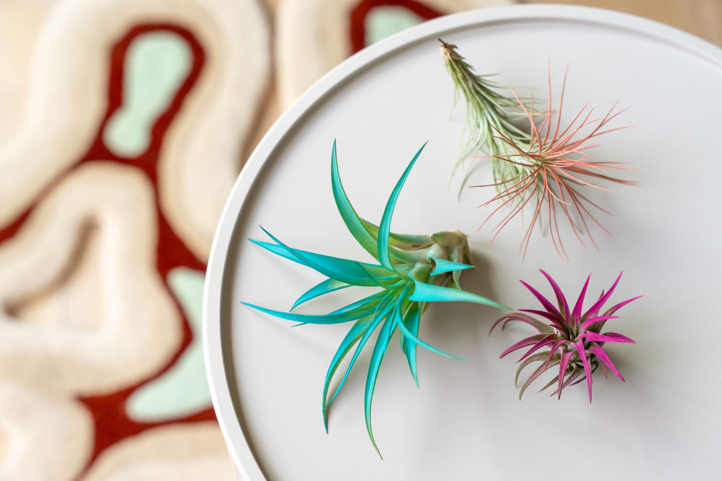 Colorful Mini Tillandsia Xerographica Air Plants in Custom Vibrant Tones - (Frost, Pack of 3)