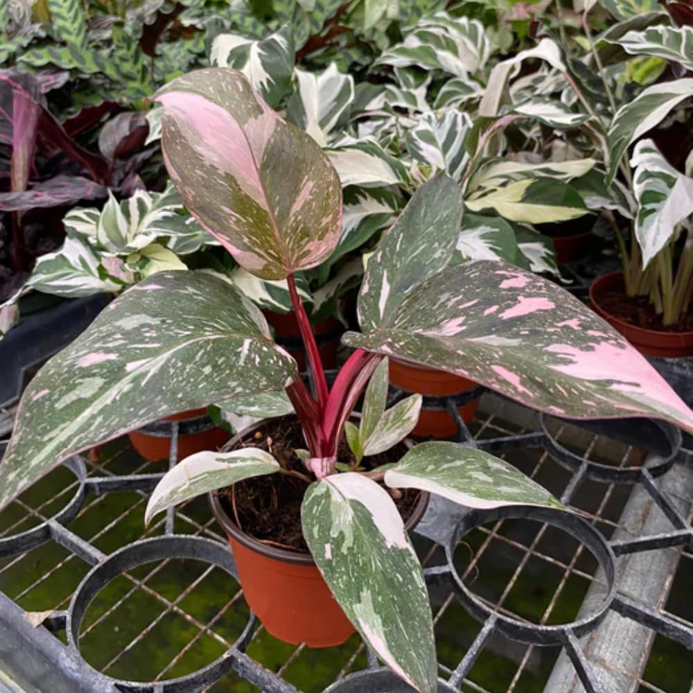 Princess Philodendron Live Plant, Rare Variegated Houseplant 5-8 Inch Tall, Indoor Live Plant for Home or Office Decor, No Pot (Pink Philodendron)