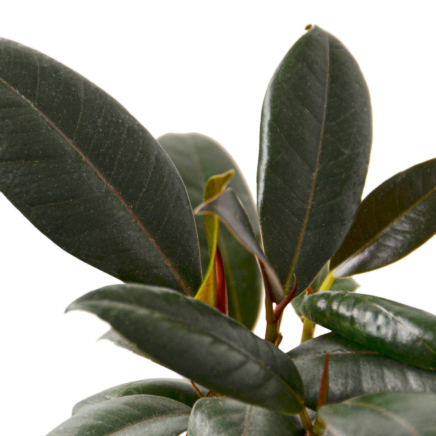 5 Pack Ficus Elastica 'Burgundy' in 6in Pot - Live Plants Tropical Houseplants | Variegated | USA Growers | The Snobby Leaf